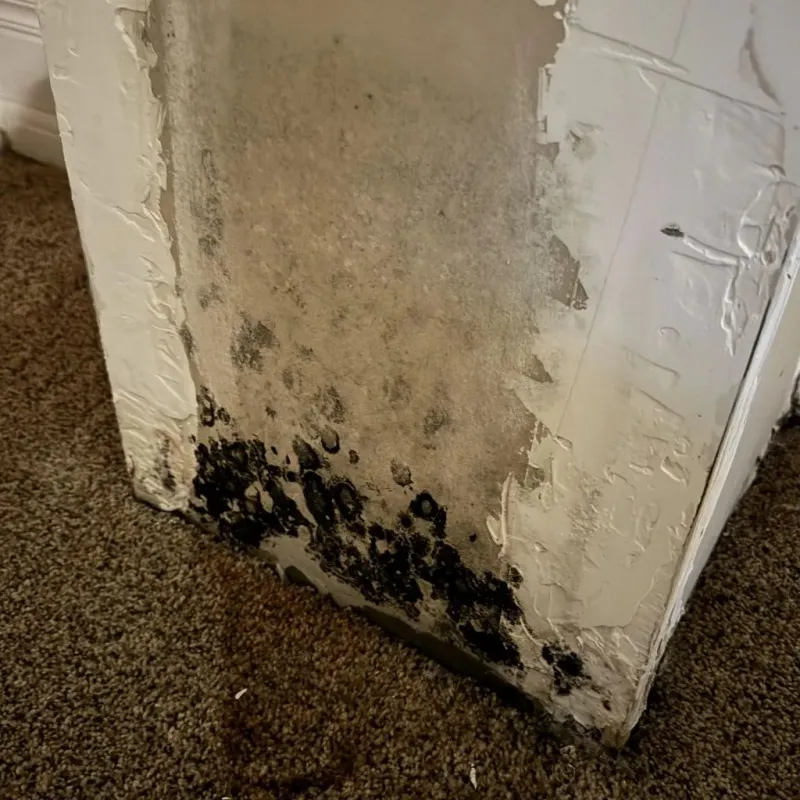 Professional Mold Removal in De Witt, AR